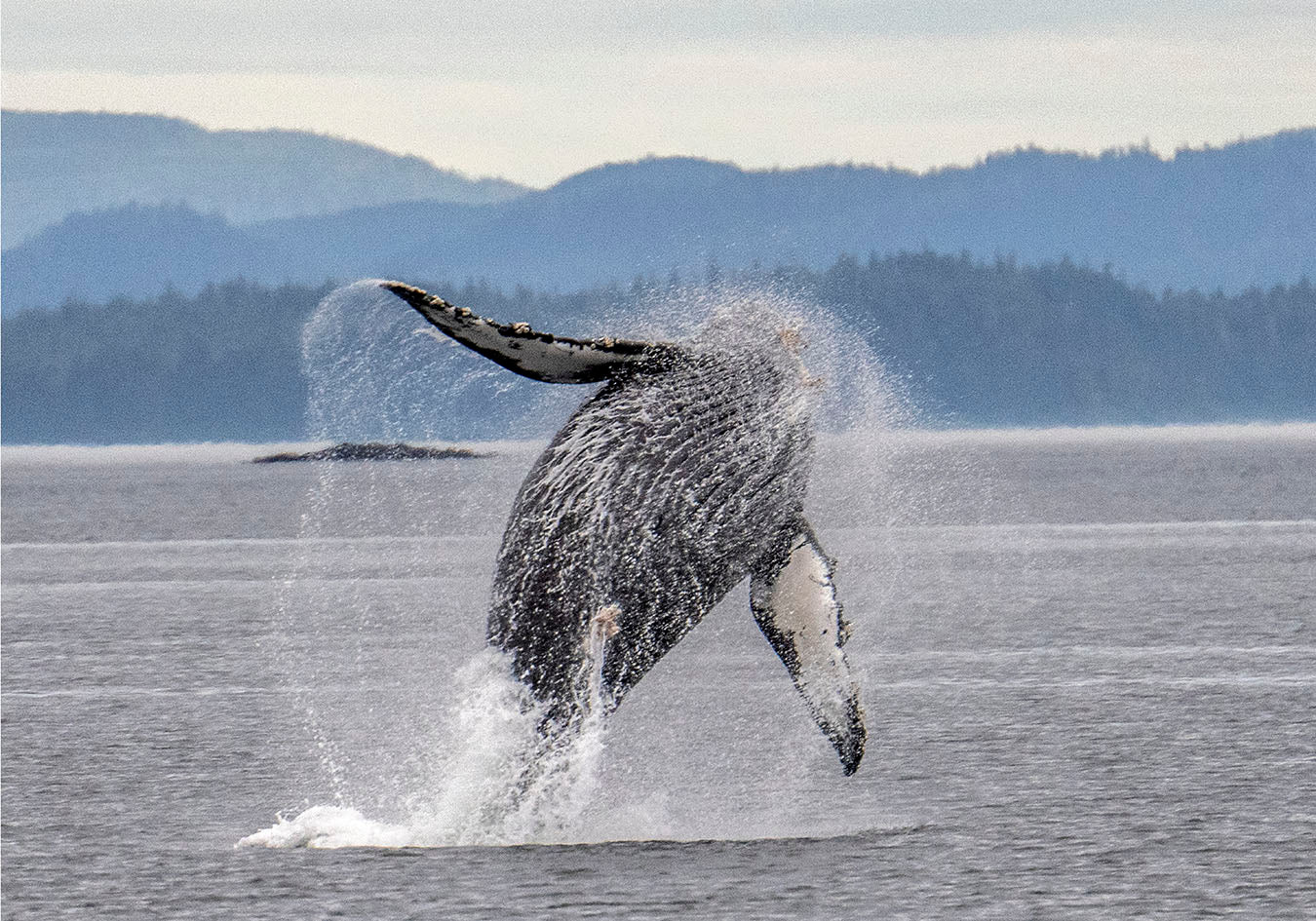 Breaching Humpback Whale Fabric Panel - OCE-012C