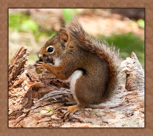 Hungry Squirrel Fabric Panel - ANW-054C