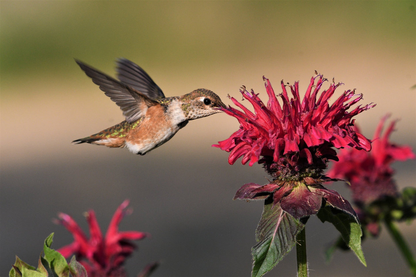 Hummingbird in Action Fabric Panel - BHB-005C