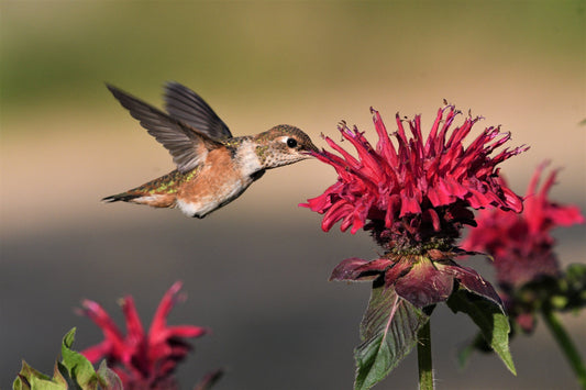 Hummingbird in Action Fabric Panel - BHB-005C