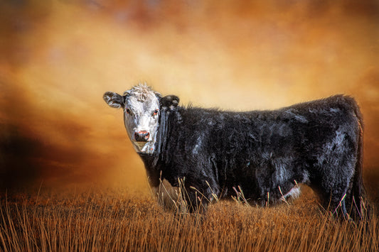 Integrated Cow Fabric Panel - ACW-002C