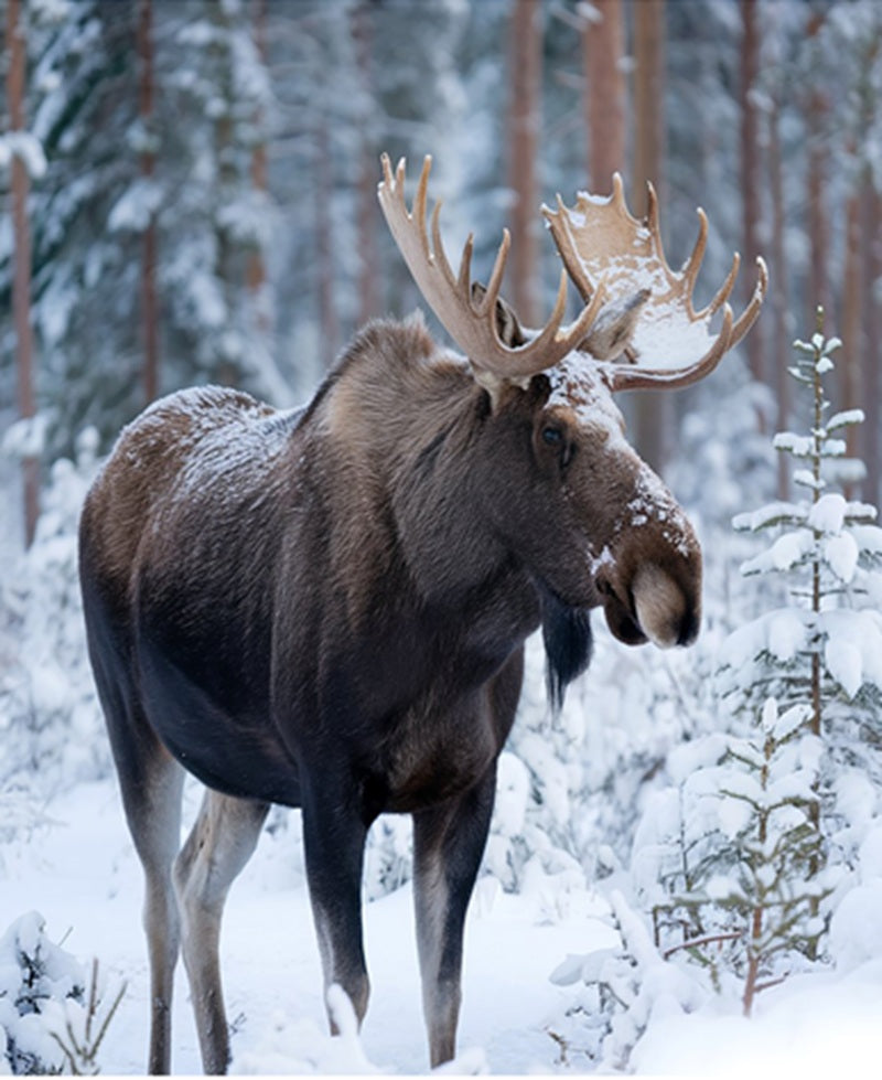 Bull Moose in Snowstorm Fabric Panel - ANW-065