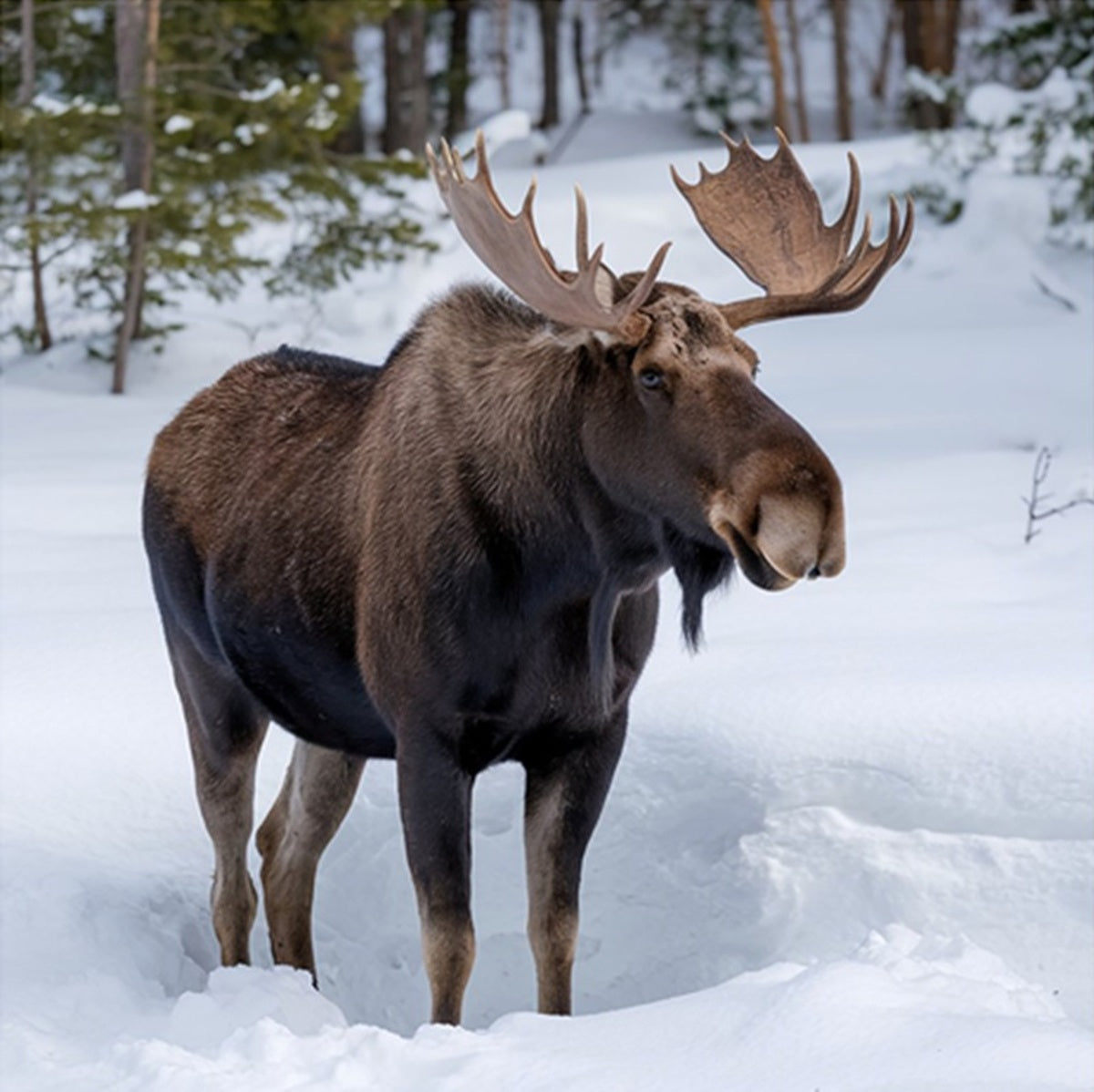 Bull Moose in Snow Fabric Panel - ANW-064