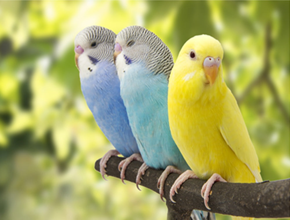 Colorful Parakeets Fabric Panel - BPT-014