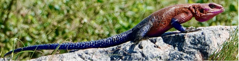 Lizard Fabric Panel - AEX-011C