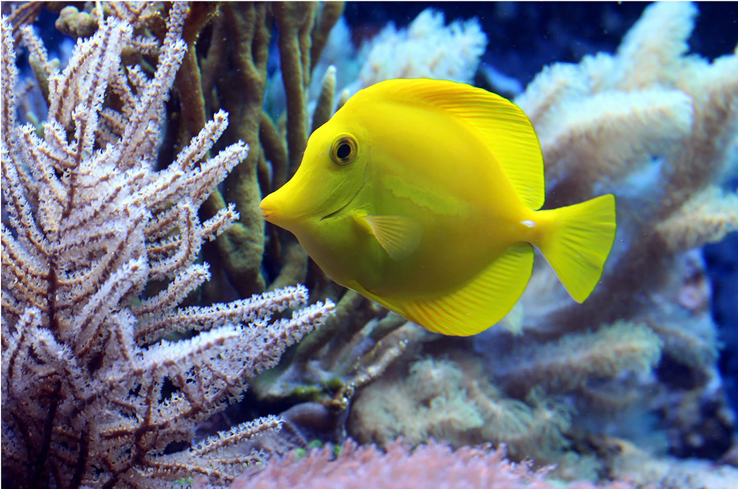 Yellow Tang Fish Fabric Panel - OCE-060C
