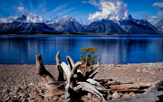 Grand Teton Jenny Lake Beach Fabric Panel - NPGT-009C