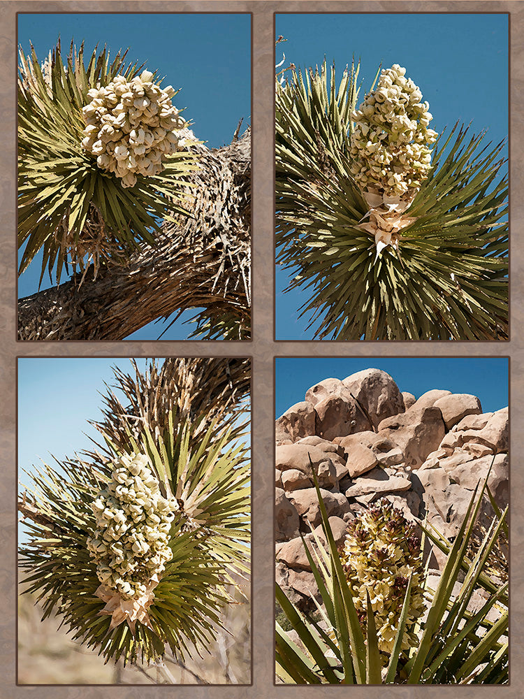 Joshua Tree National Park Fabric Panel - NPC-005C