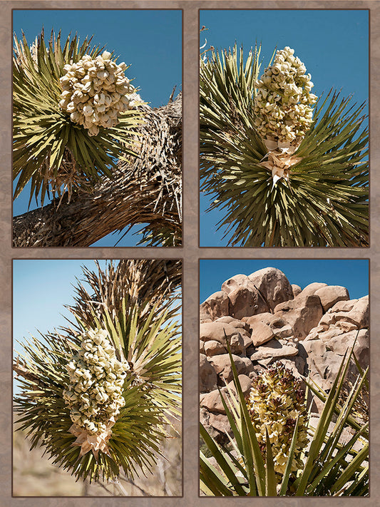 Joshua Tree National Park Fabric Panel - NPC-005C