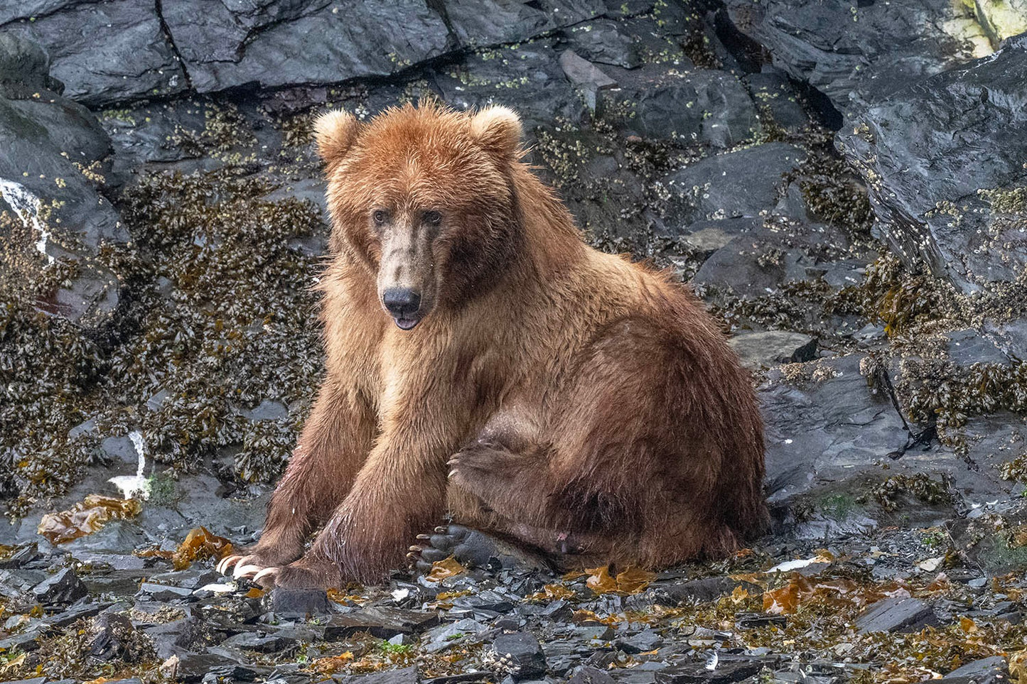 Kodiak Mama Bear Fabric Panel - ANW-045C