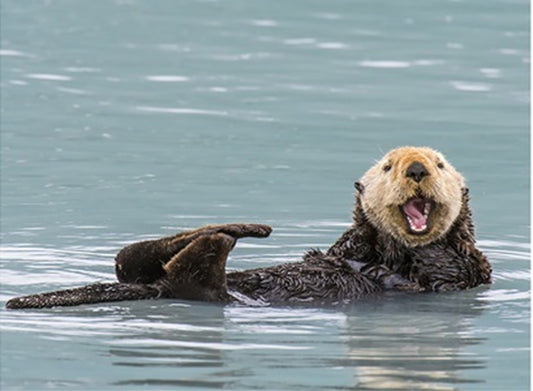 Laughing Otter Fabric Panel - OCE-061C
