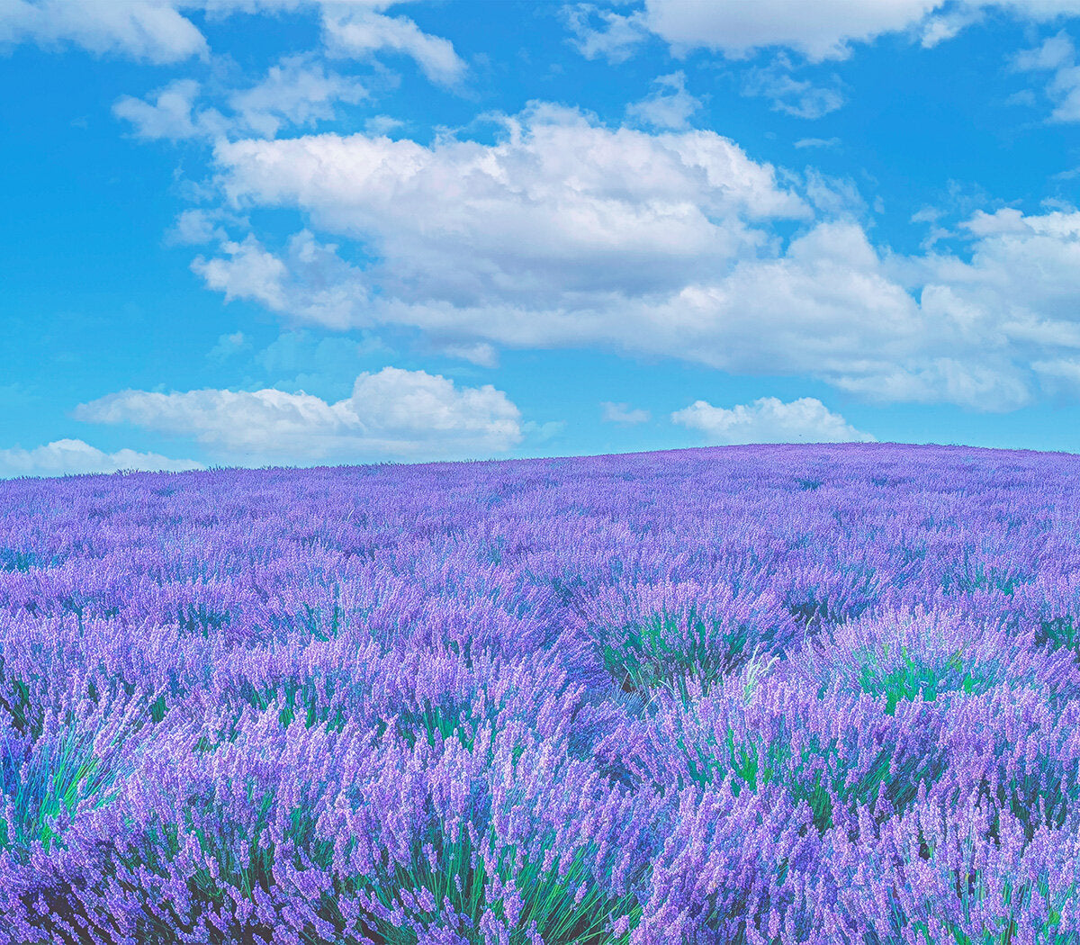 Lavender Field Fabric Panel - FLR-004C