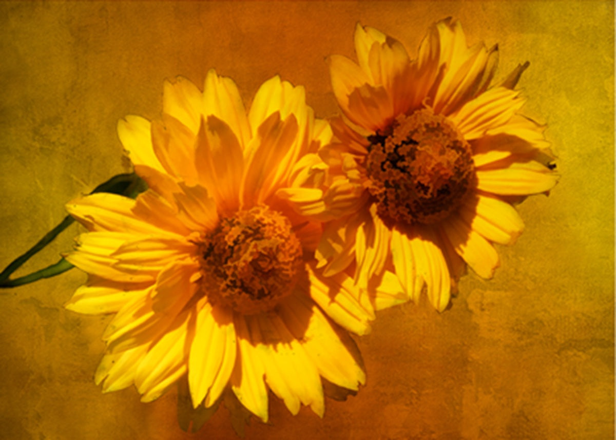 Abstract Yellow Daisies Fabric Panel - FLR-050C