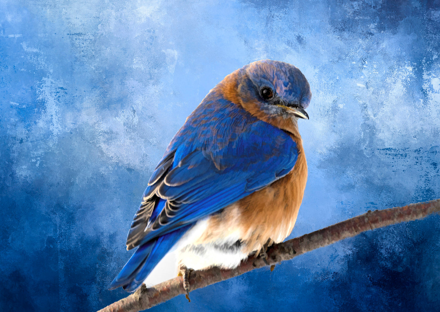 Brilliant Bluebird Fabric Panel - BRB-010C