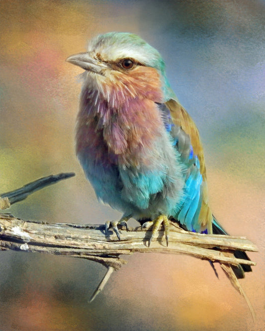 Lilac Breasted Roller Fabric Panel - BOS-008C