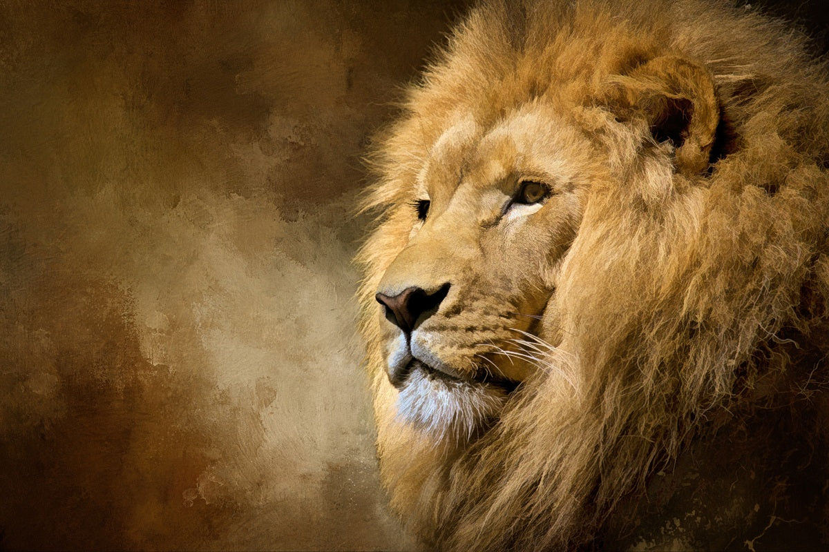 Male Lion in Repose Fabric Panel - AWC-009C