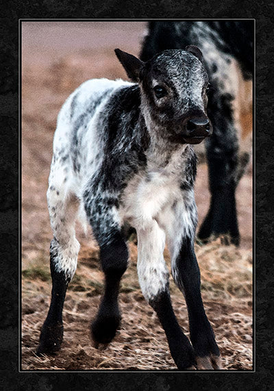 Longhorn Calf on the Run Fabric Panel - ACW-014C