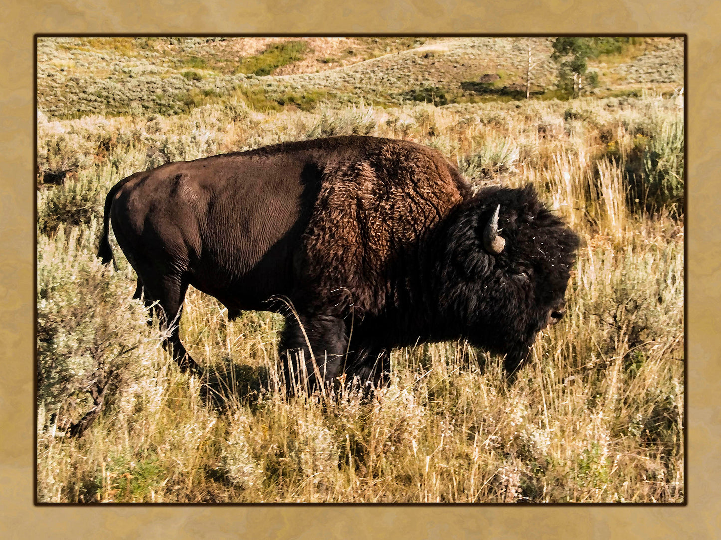 Lone Bull Buffalo Fabric Panel - ANW-025C