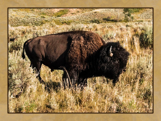 Lone Bull Buffalo Fabric Panel - ANW-025C