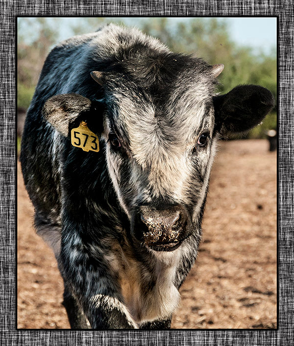 Longhorn Calf Upclose Fabric Panel - ACW-013C
