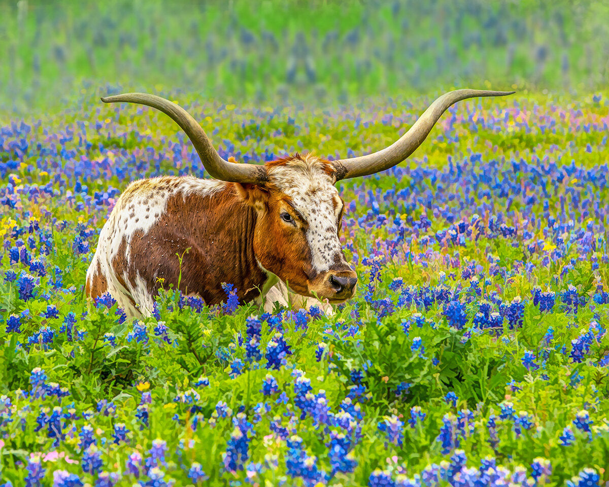Longhorn in Bluebonnets Fabric Panel - ACW-010C