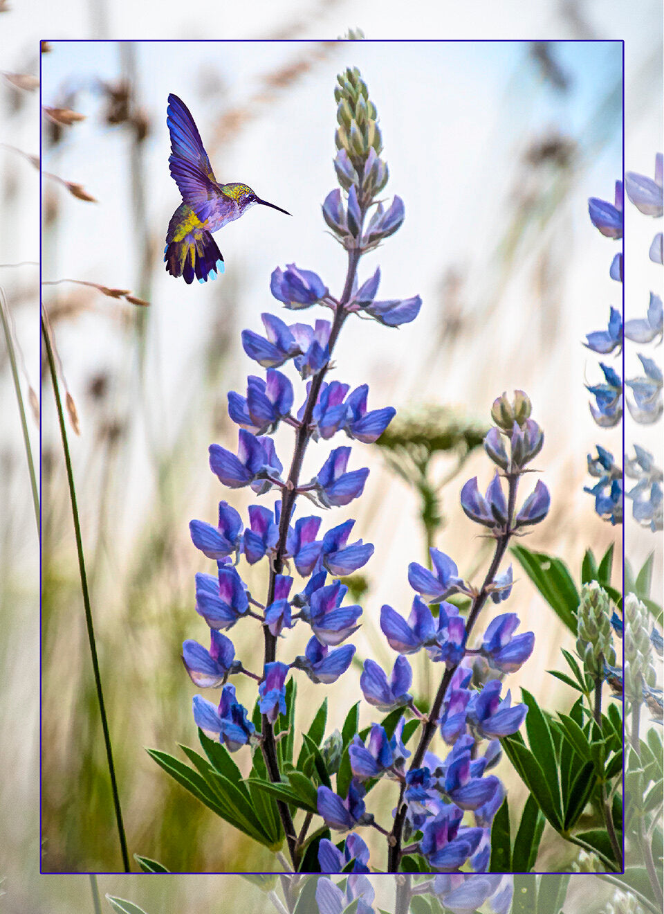 Fun Size Lupine with Hummingbird Fabric Panel - FUN-015