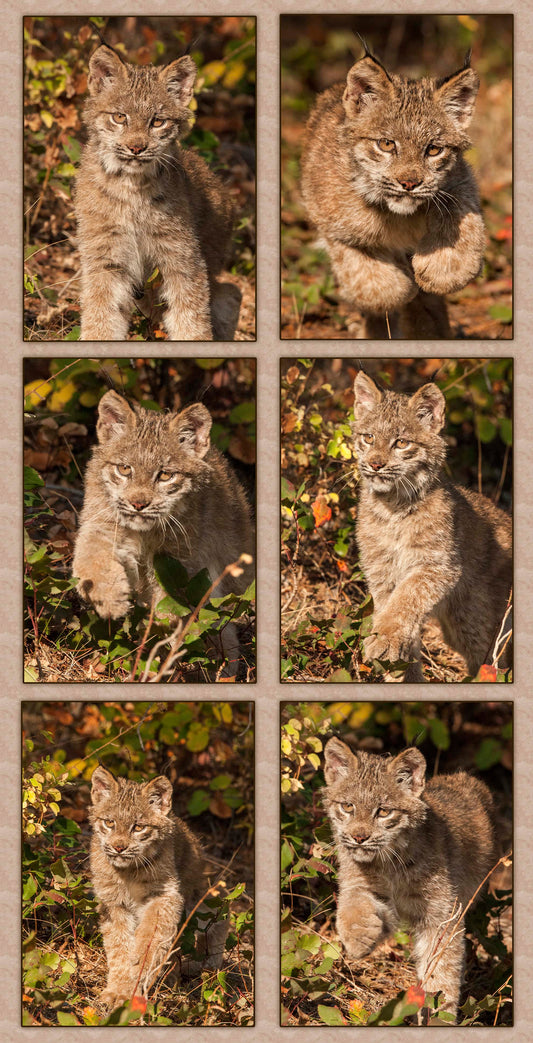 Little Lynx on the Move Fabric Panel - AWC-011C