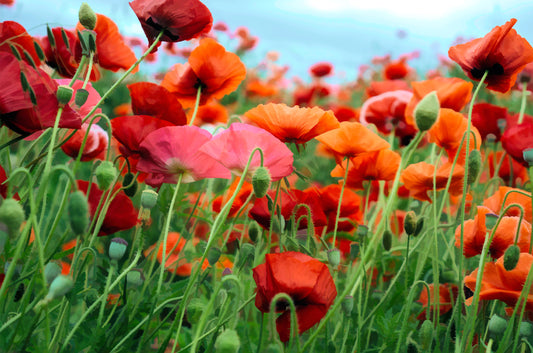 Macro Poppy Field Fabric Panel - FLR-017C