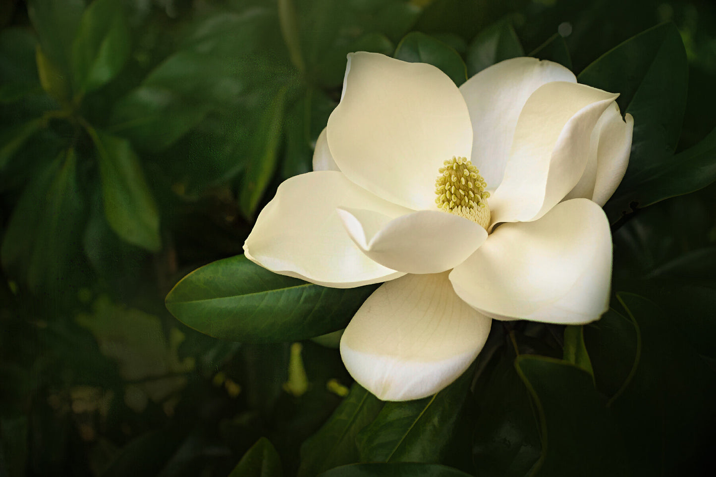 Magnolia Bloom Fabric Panel - FLR-047C