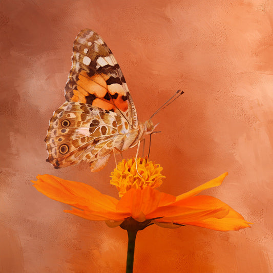 Moth on Orange Flower Fabric Panel - BRM-008C
