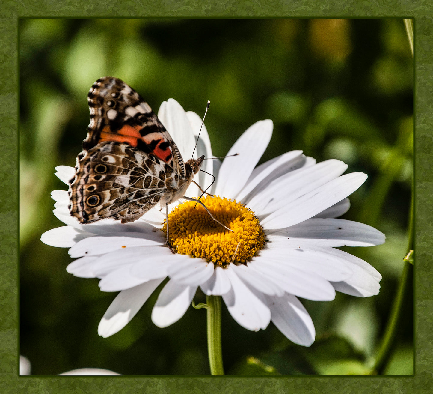 Moth on White Daisy Fabric Panel - BRM-004C