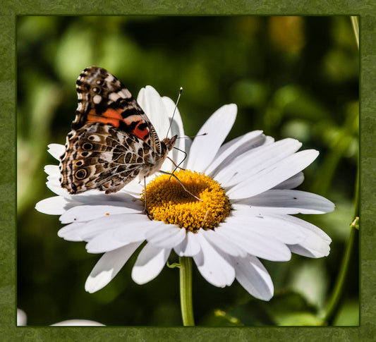 Moth on White Daisy Fabric Panel - BRM-004C