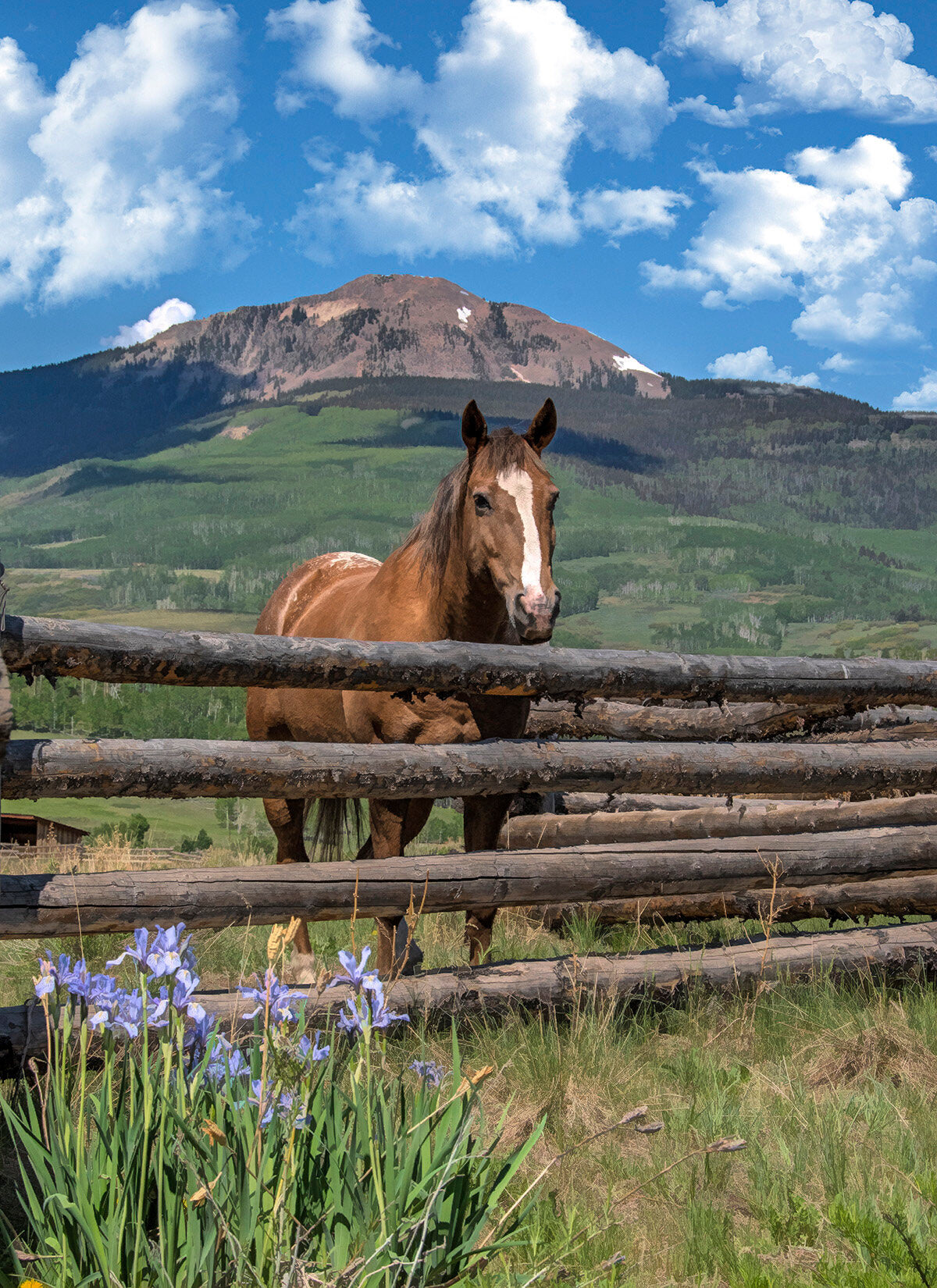 Mountain Horse Fabric Panel - AHS-030C