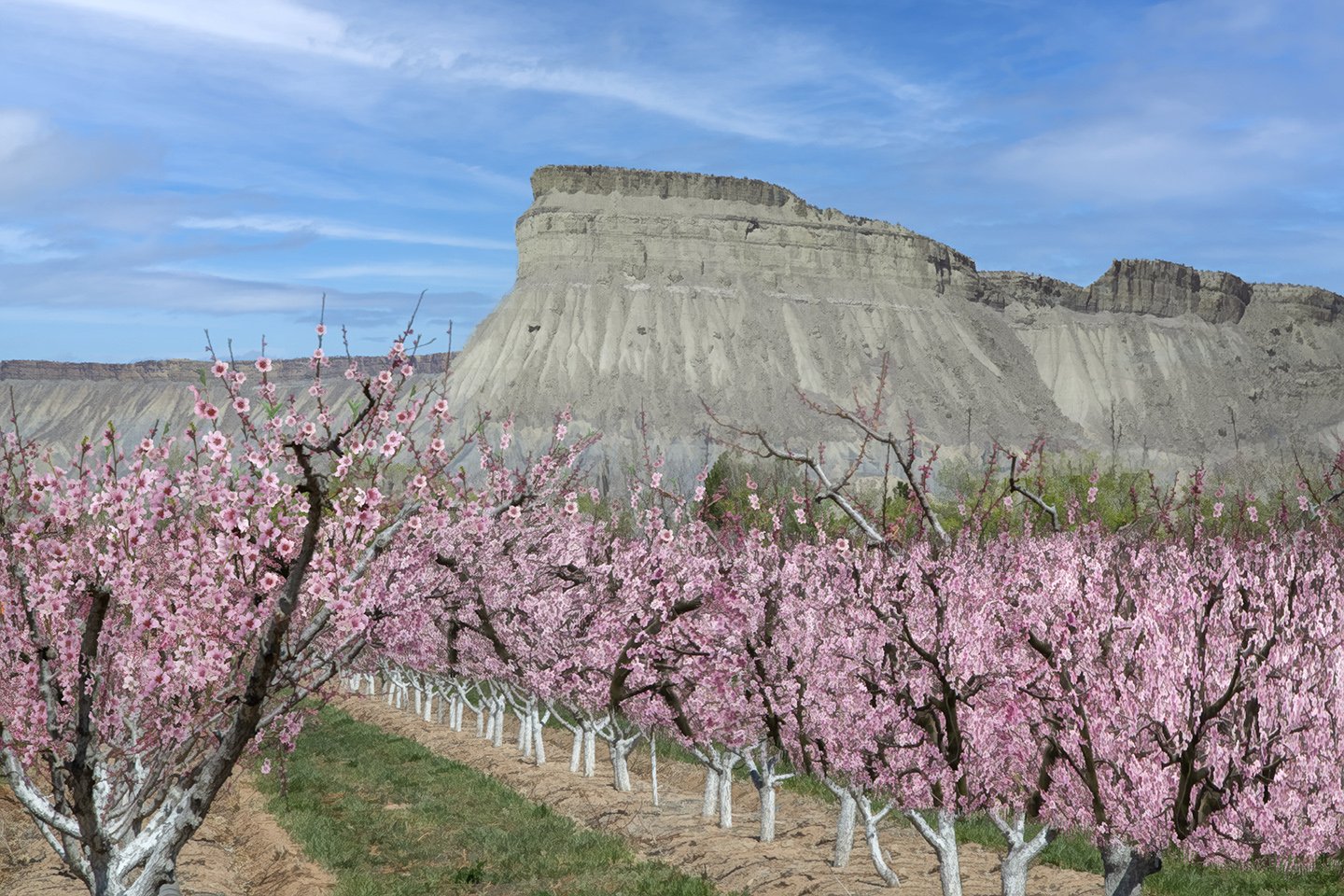 Mt. Garfield and Peach Blossoms Fabric Panel - SCO-002C