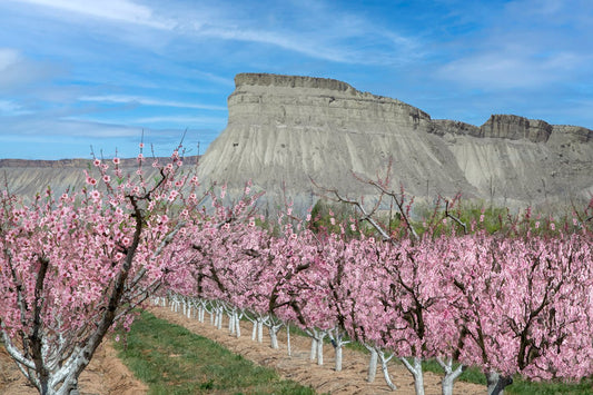 Mt. Garfield and Peach Blossoms Fabric Panel - SCO-002C