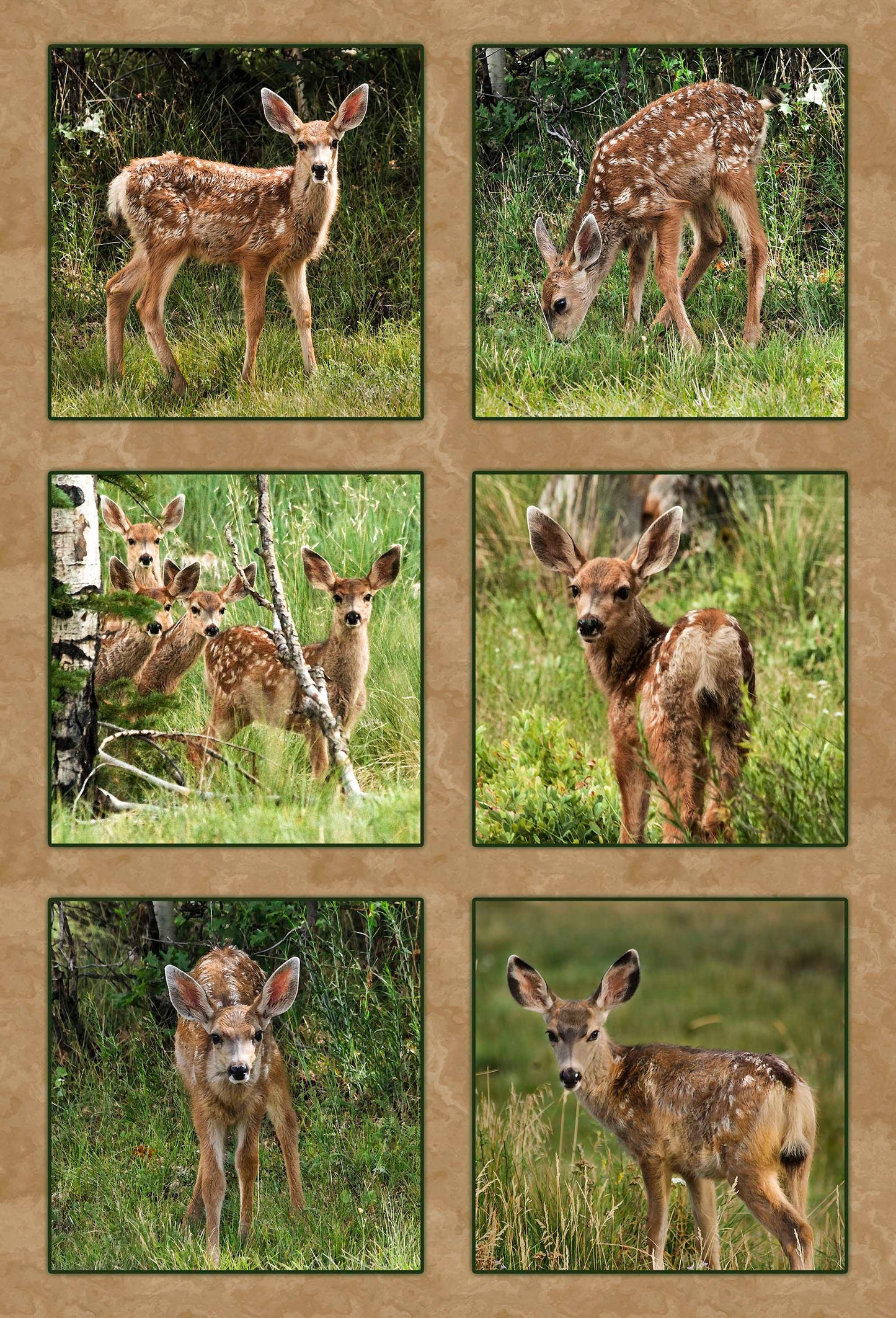 Six Mule Deer Fawns Fabric Panel - ANW-011C