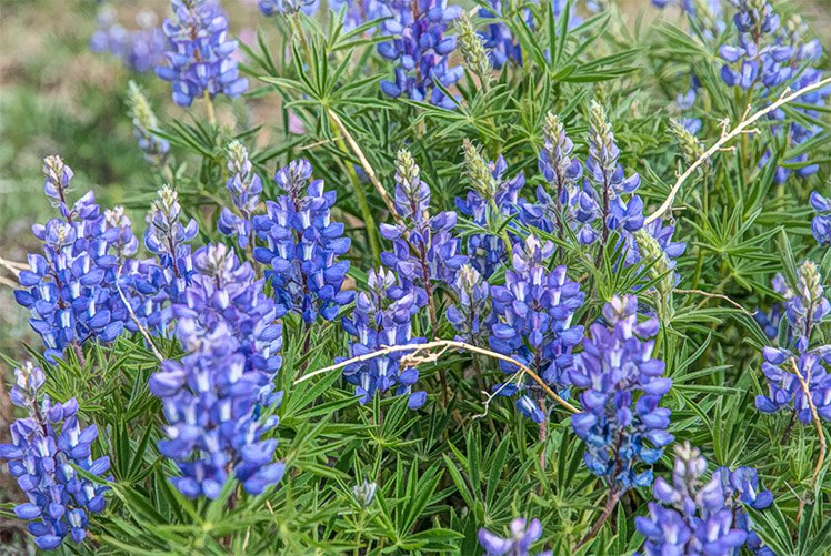 Lupine Upclose & Personal Fabric Panel - FLR-007C