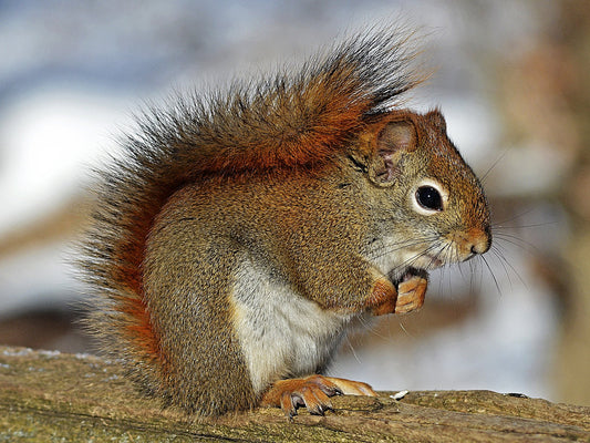 Squirrel Fabric Panel - ANW-055C