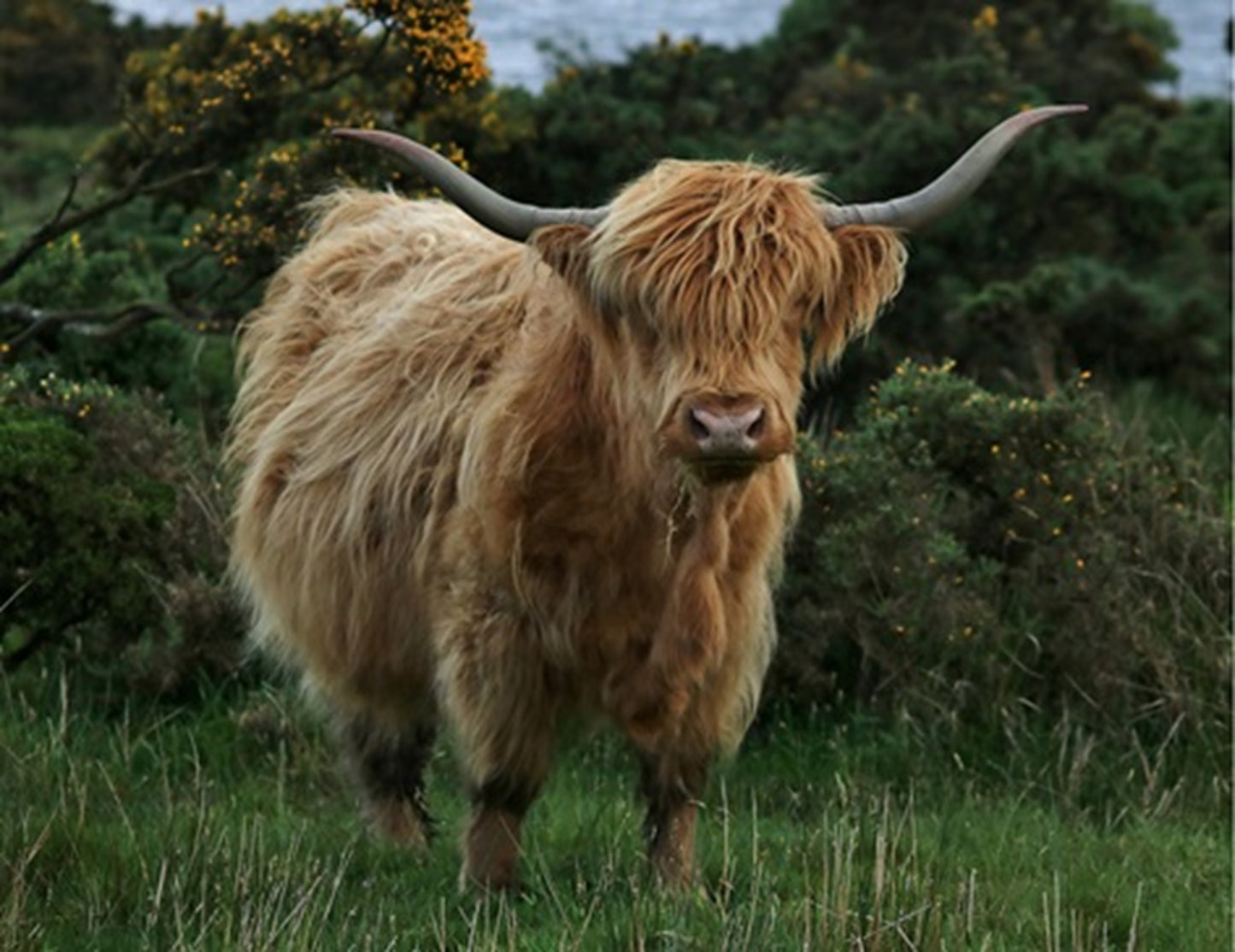 Older Highland Cow Fabric Panel - ACW-018C