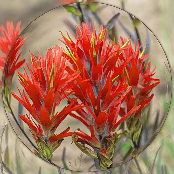 Indian Paintbrush Sphere Fabric Panel - FLR-034C