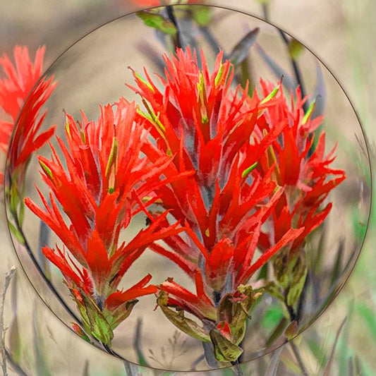 Indian Paintbrush Sphere Fabric Panel - FLR-034C