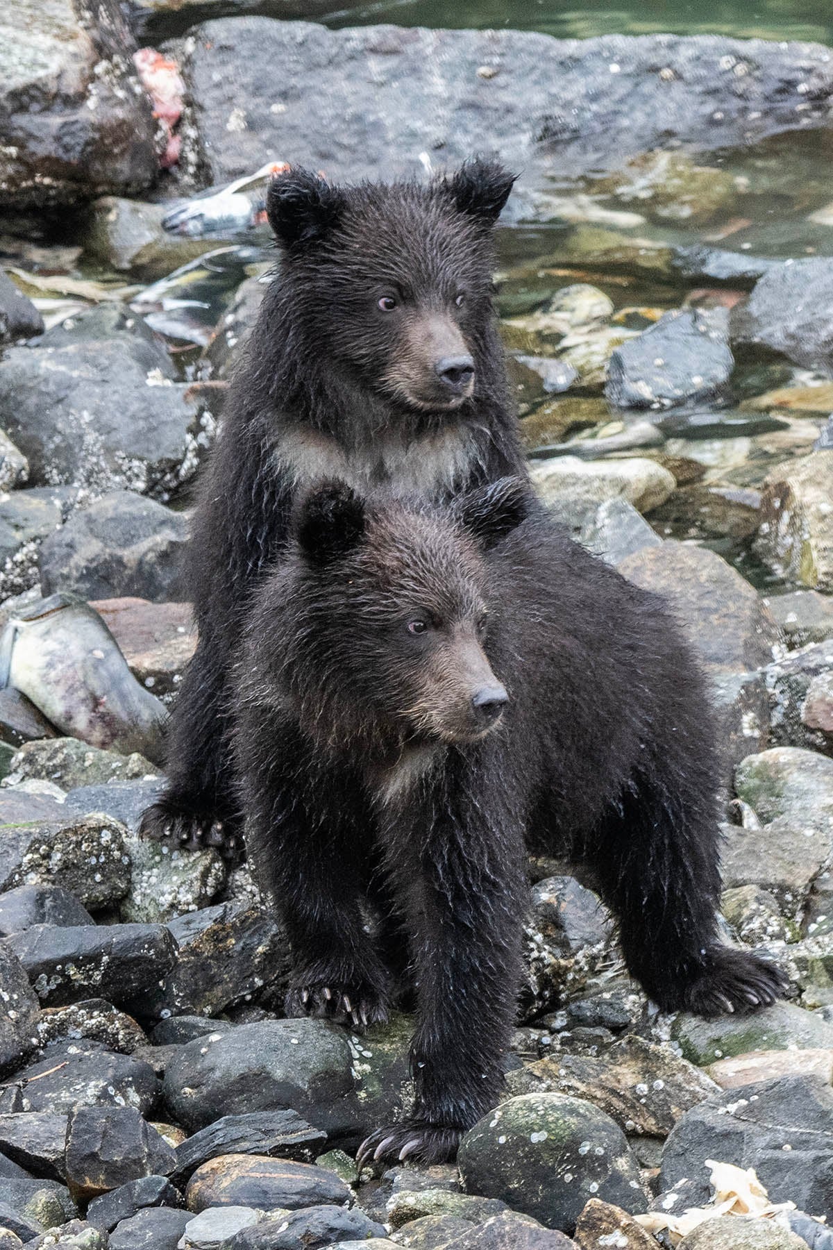 Pair of Grizzly Cubs Fabric Panel - ANW-046C