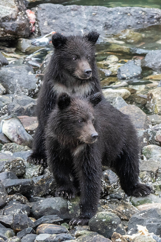Pair of Grizzly Cubs Fabric Panel - ANW-046C