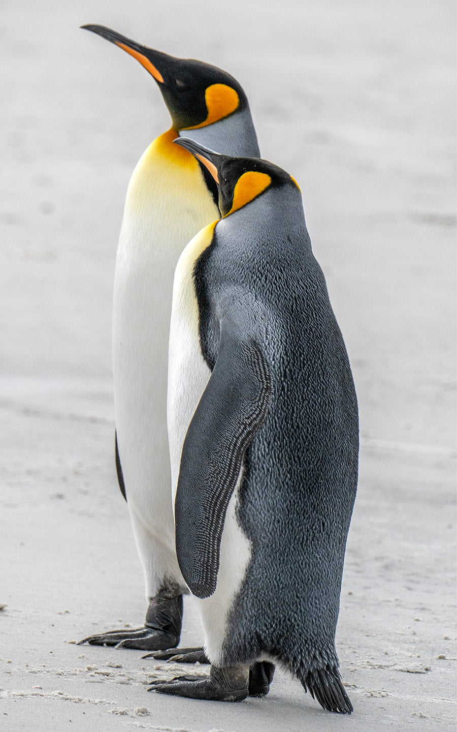 A Pair of Kings - Penguins that is! - BLB-027C