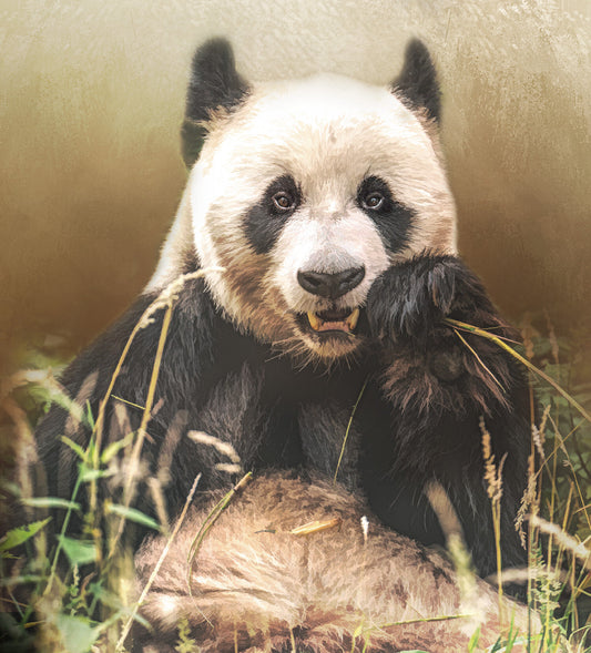 Giant Panda Bear Fabric Panel - AEX-006C