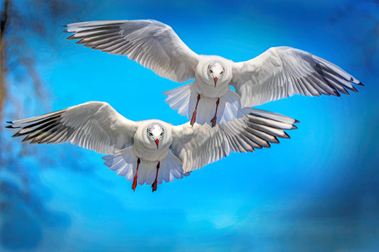 Partners in Crime Seagulls Fabric Panel - BLB-015C