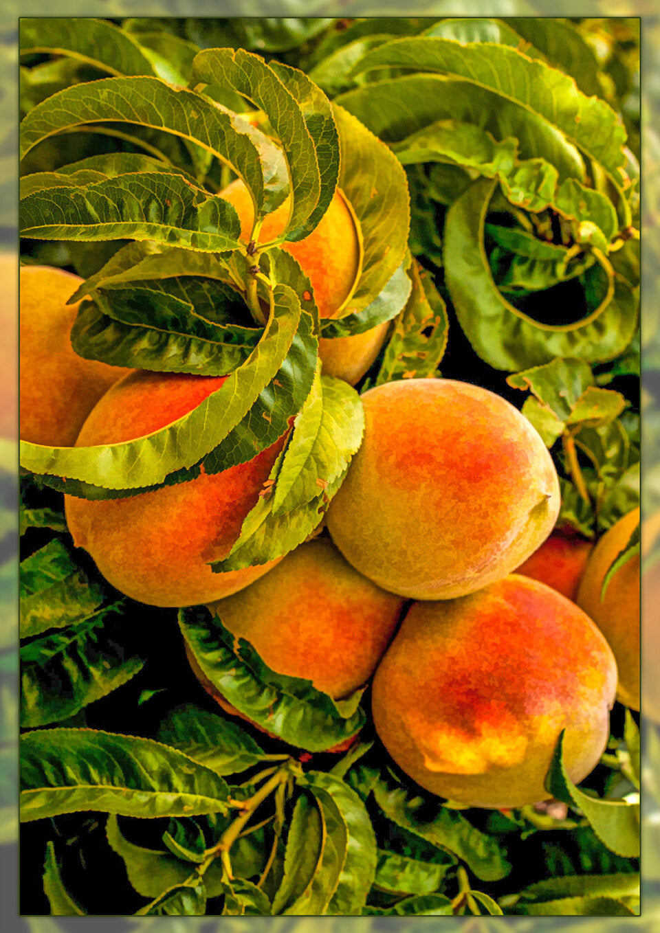 Peaches on the Tree Fabric Panel - FAV-006