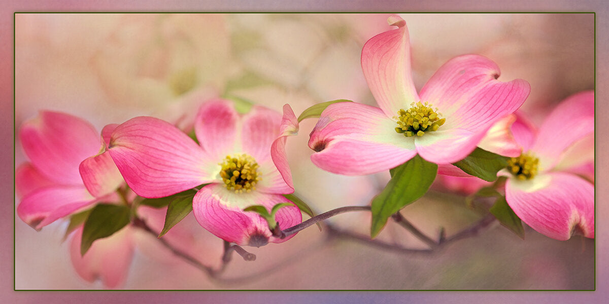 Pink Dogwood Fabric Panel - FLR-044C