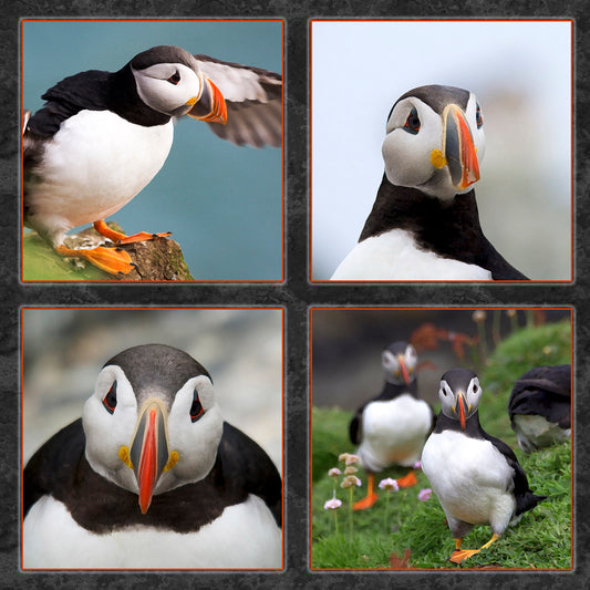 Four Puffins Fabric Panel - BLB-017C