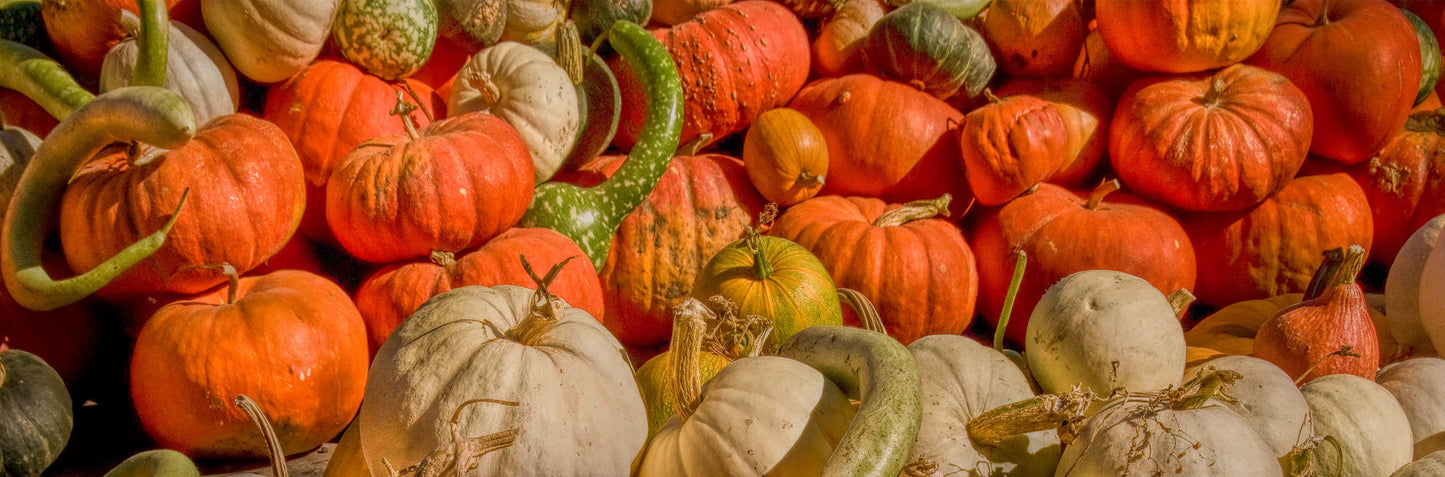 Fall Pumpkin Table Runner Fabric Panel - FPG-005C